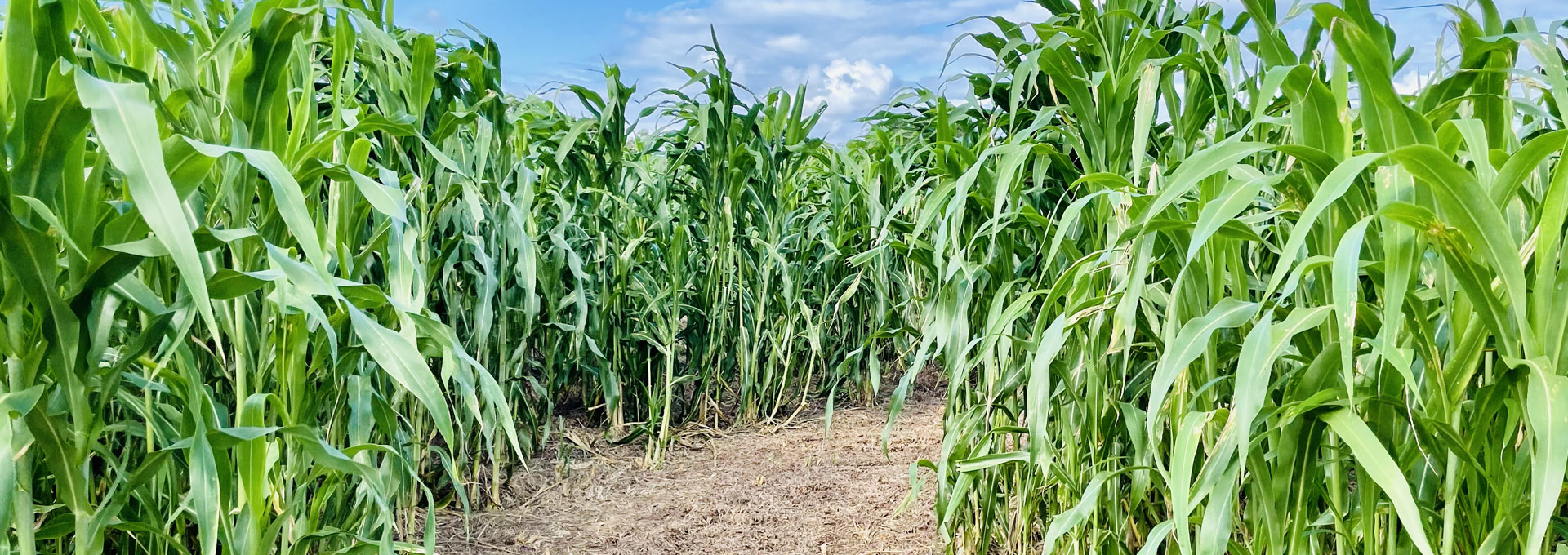Corn Maze & Hay Rides
